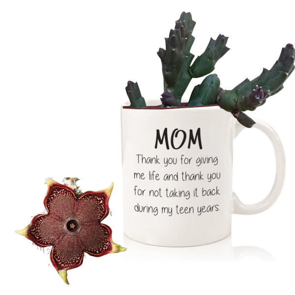 Mother's Day Gifts | Personalised Mug With Succulents
